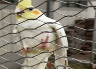 Ochrona eksponatów papug 20MM Siatka druciana ze stali nierdzewnej