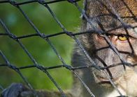 Small Bird Metal Wire Rope Mesh Monkey Enclosure Ss Zoo Net Fencing Elastyczna siatka kablowa