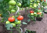 Zielone spiralne paliki pomidorowe 6,5 mm powlekane energią