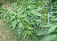 42 w 8 drutach Guage Wire Tomato Plant Support For Garden